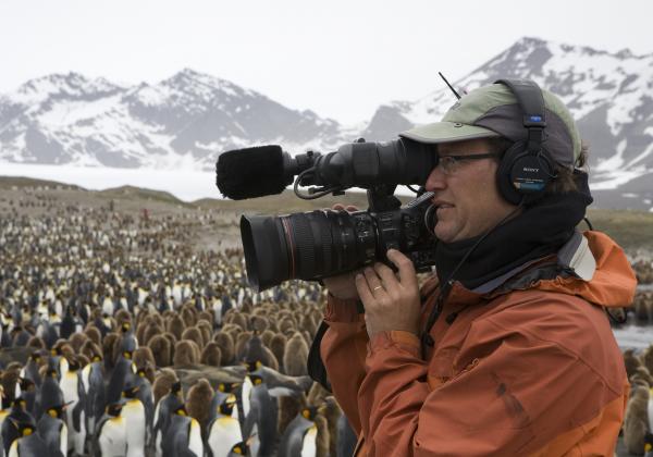 Nearly a million King Penguins - imagine the smell! South Georgia Island
